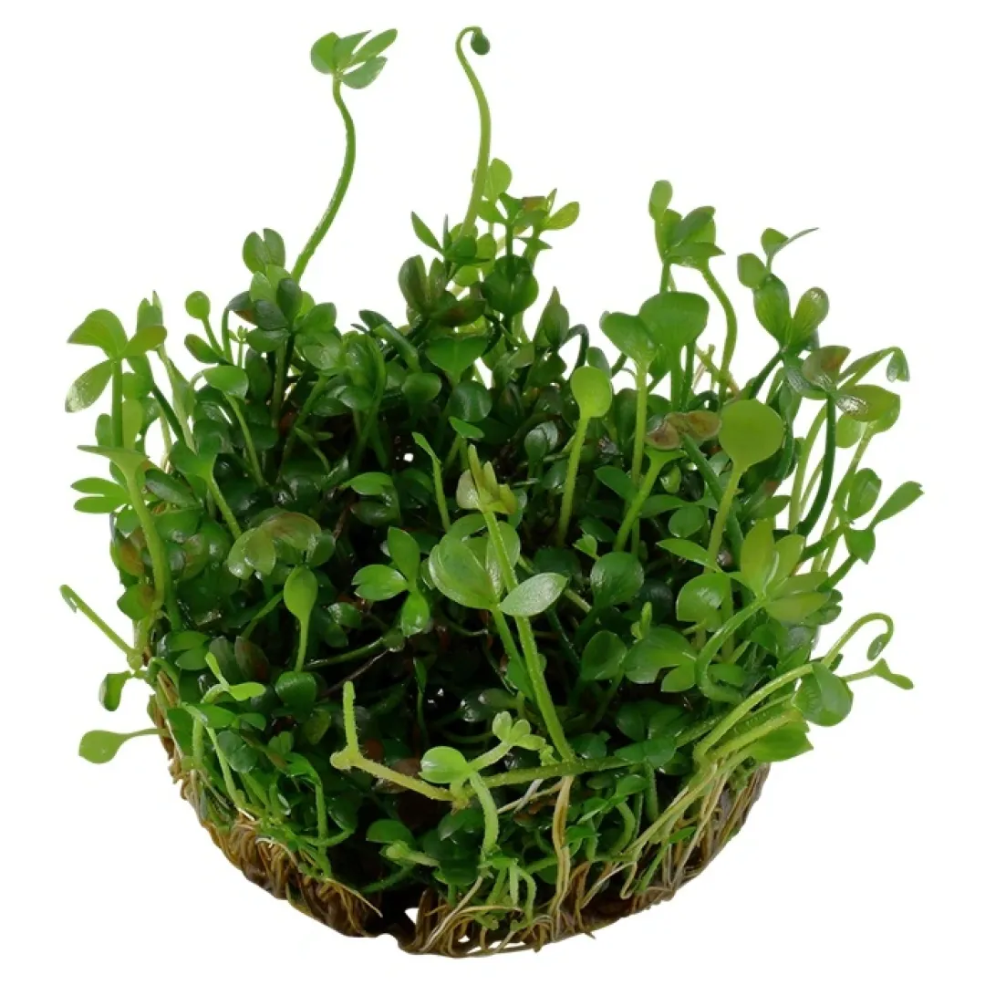 Tropica Akvarieplanter Tropica Marsilea hirsuta 1-2-GROW x 3
