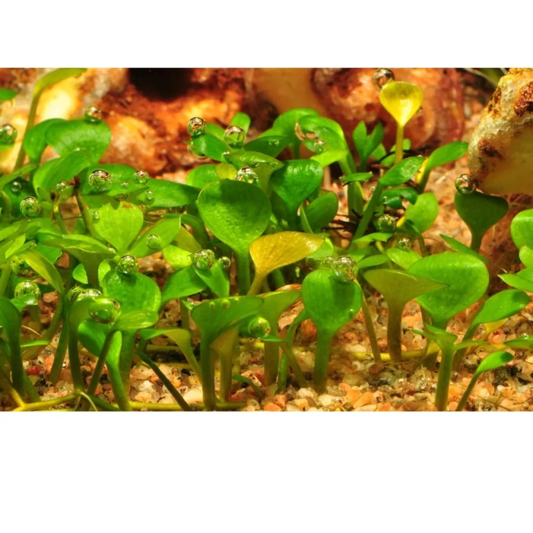 Tropica Akvarieplanter Tropica Marsilea hirsuta 1-2-GROW x 3