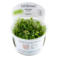 Tropica Akvarieplanter Tropica Marsilea minuta 1-2-GROW x 3