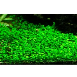 Tropica Akvarieplanter Tropica Marsilea minuta 1-2-GROW x 3
