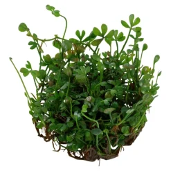 Tropica Akvarieplanter Tropica Marsilea minuta 1-2-GROW x 3