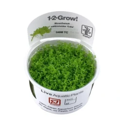 Tropica Akvarieplanter Tropica Micranthemum callitrichoides Cuba 1-2-GROW