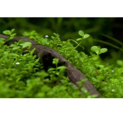 Tropica Akvarieplanter Tropica Micranthemum Monte Carlo 1-2-Grow x 3