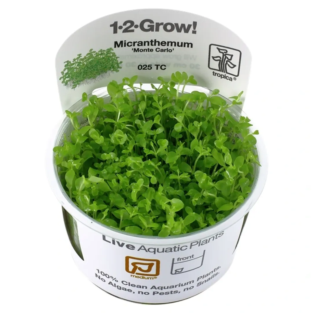 Tropica Akvarieplanter Tropica Micranthemum Monte Carlo 1-2-Grow x 3