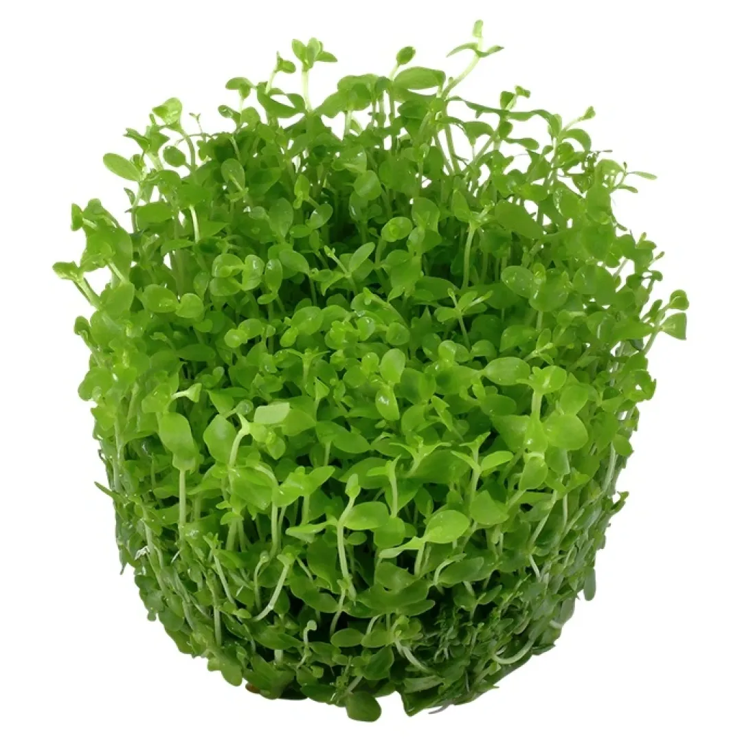 Tropica Akvarieplanter Tropica Micranthemum Monte Carlo 1-2-Grow x 3