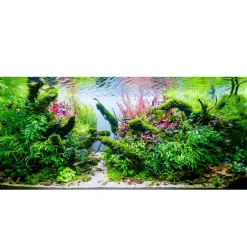 Tropica Akvarieplanter Tropica Micranthemum Monte Carlo 1-2-Grow x 3