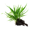 Tropica Akvarieplanter Tropica Microsorum Pteropus XS på trærod