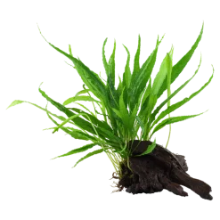 Tropica Akvarieplanter Tropica Microsorum Pteropus XS på trærod