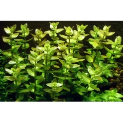 Tropica Akvarieplanter Tropica MiniPot Bacopa caroliniana