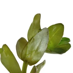 Tropica Akvarieplanter Tropica MiniPot Bacopa caroliniana