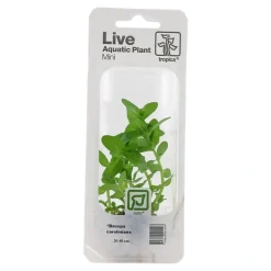 Tropica Akvarieplanter Tropica MiniPot Bacopa caroliniana