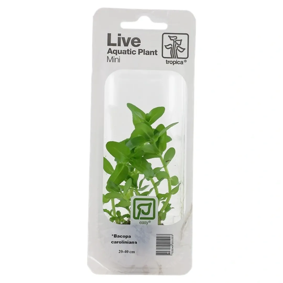 Tropica Akvarieplanter Tropica MiniPot Bacopa caroliniana
