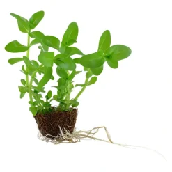 Tropica Akvarieplanter Tropica MiniPot Bacopa caroliniana