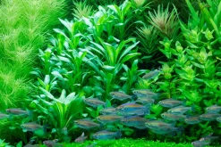 Tropica Akvarieplanter Tropica Minipot Lobelia cardinalis