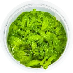 Tropica Akvarieplanter Tropica Monosolenium tenerum 1-2-GROW