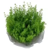 Tropica Akvarieplanter Tropica Myriophyllum Guyana Mini 1-2-GROW