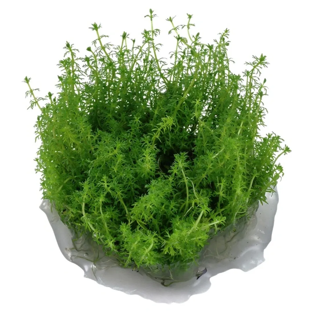 Tropica Akvarieplanter Tropica Myriophyllum Guyana Mini 1-2-GROW