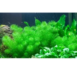 Tropica Akvarieplanter Tropica Myriophyllum Guyana Mini 1-2-GROW