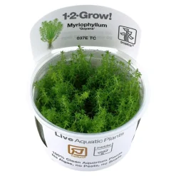 Tropica Akvarieplanter Tropica Myriophyllum Guyana Mini 1-2-GROW