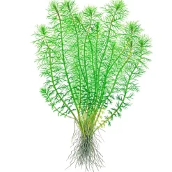 Tropica Akvarieplanter Tropica Myriophyllum Guyana Mini 1-2-GROW