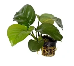 Tropica Akvarieplanter Tropica PCS Pot Anubias barteri caladiifolia x 3
