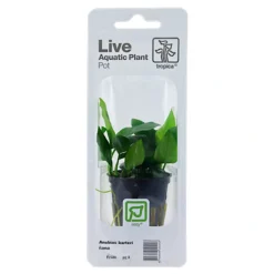 Tropica Akvarieplanter Tropica PCS Pot Anubias Barteri Nana x 3