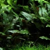 Tropica Akvarieplanter Tropica PCS Pot Cryptocoryne beckettii Petchii x 3