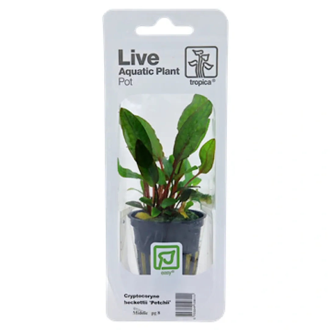 Tropica Akvarieplanter Tropica PCS Pot Cryptocoryne beckettii Petchii x 3