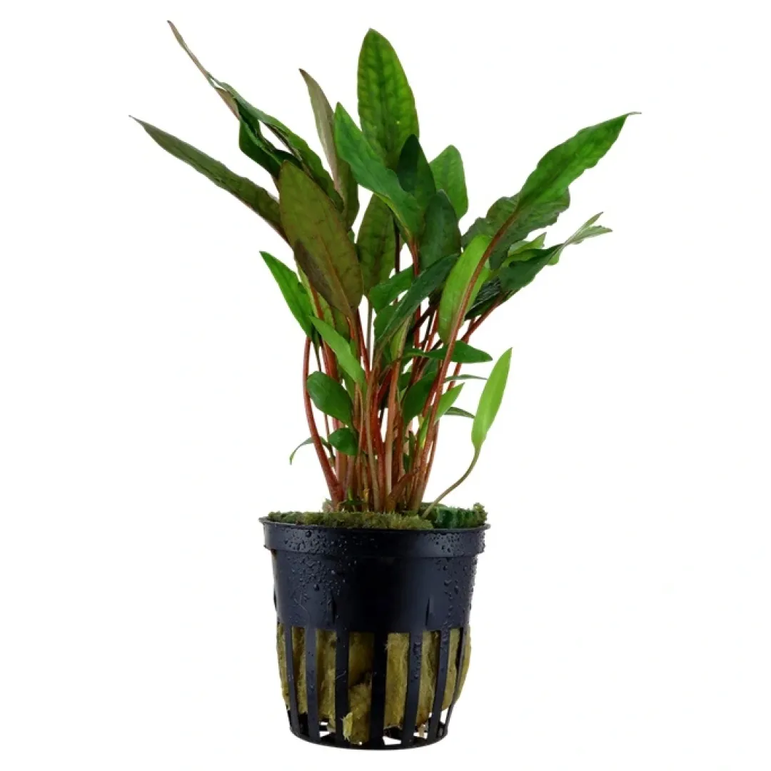 Tropica Akvarieplanter Tropica PCS Pot Cryptocoryne beckettii Petchii x 3