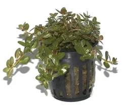 Tropica Akvarieplanter Tropica PCS Pot Rotala rotundifolia x 3