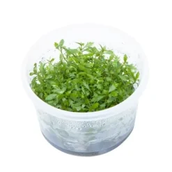 Tropica Akvarieplanter Tropica Proserpinaca palustris 1-2-GROW x 3