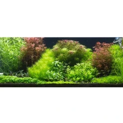 Tropica Akvarieplanter Tropica Proserpinaca palustris 1-2-GROW x 3