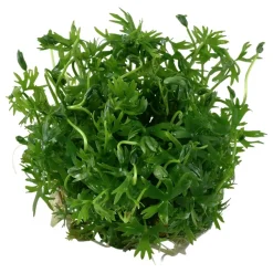 Tropica Akvarieplanter Tropica Ranunculus inundatus 1-2-GROW