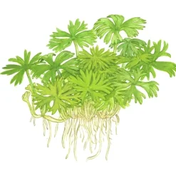Tropica Akvarieplanter Tropica Ranunculus inundatus 1-2-GROW