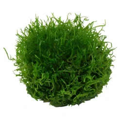 Tropica Akvarieplanter Tropica Riccia fluitans 1-2-GROW