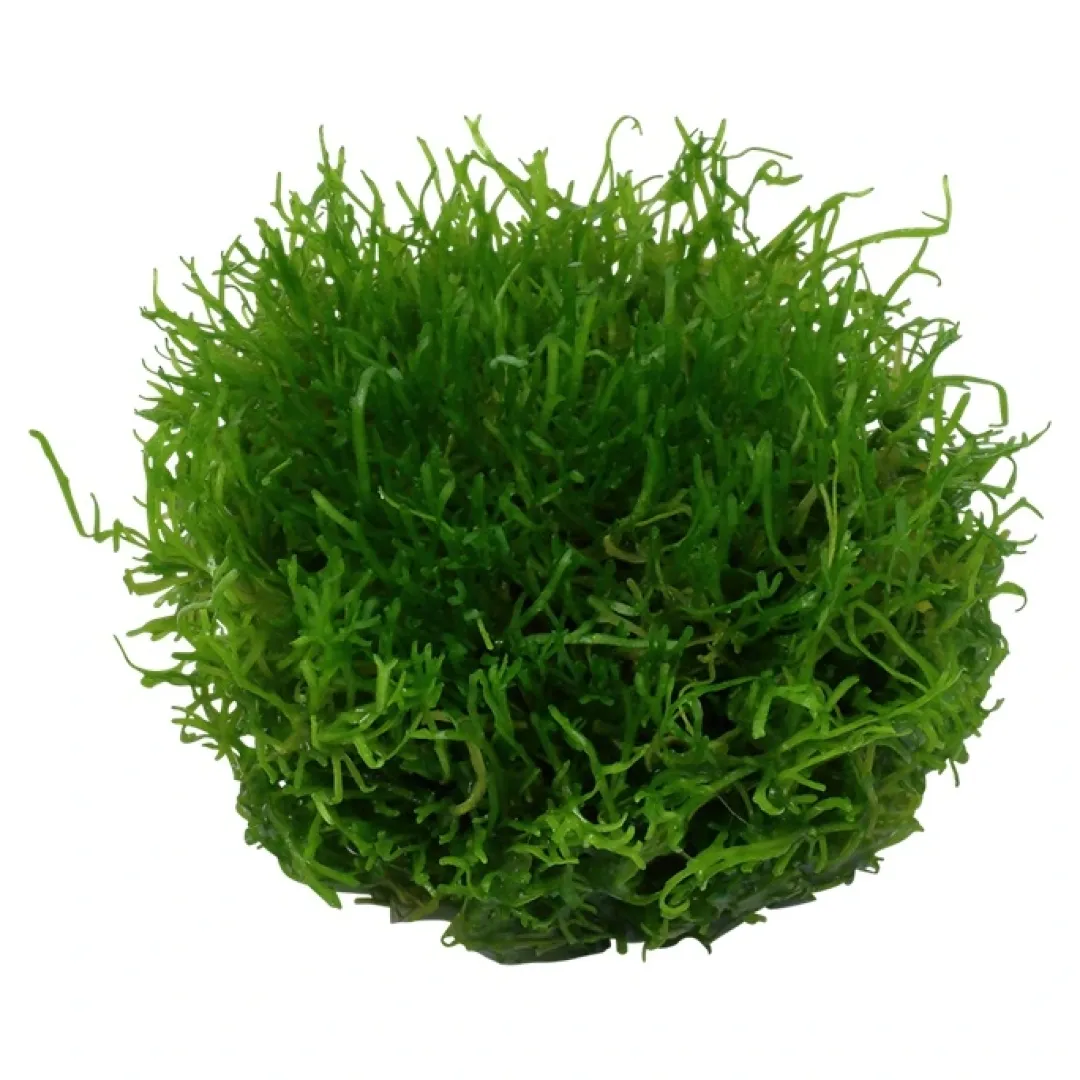 Tropica Akvarieplanter Tropica Riccia fluitans 1-2-GROW