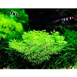 Tropica Akvarieplanter Tropica Riccia fluitans 1-2-GROW