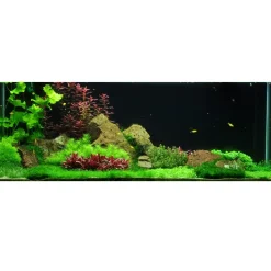 Tropica Akvarieplanter Tropica Riccia fluitans 1-2-GROW