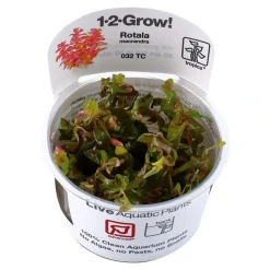 Tropica Akvarieplanter Tropica Rotala macrandra Japan 1-2-GROW x 3