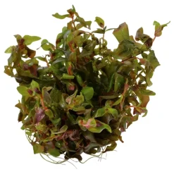 Tropica Akvarieplanter Tropica Rotala macrandra Japan 1-2-GROW x 3