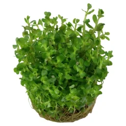 Tropica Akvarieplanter Tropica Rotala sp. bonsai 1-2-GROW x 3