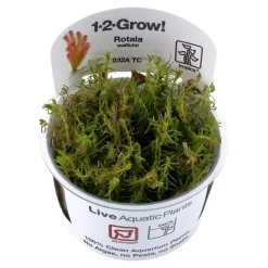 Tropica Akvarieplanter Tropica Rotala wallichii 1-2-GROW x 3