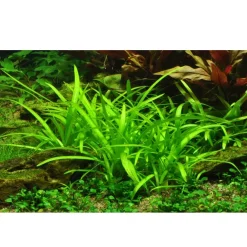 Tropica Akvarieplanter Tropica Sagittaria subulata 1-2-GROW