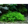Tropica Akvarieplanter Tropica Taxiphyllum Spiky 1-2-GROW