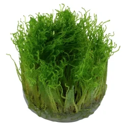 Tropica Akvarieplanter Tropica Taxiphyllum Spiky 1-2-GROW