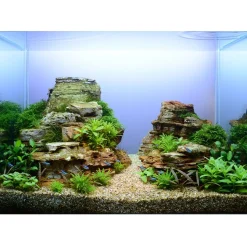 Tropica Akvarieplanter Tropica Taxiphyllum Spiky 1-2-GROW