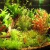 Tropica Akvarieplanter Tropica Ugens sortimentskasse 160 stk