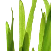 Tropica Akvarieplanter Tropica Vallisneria americana Natans bundt plantestængler