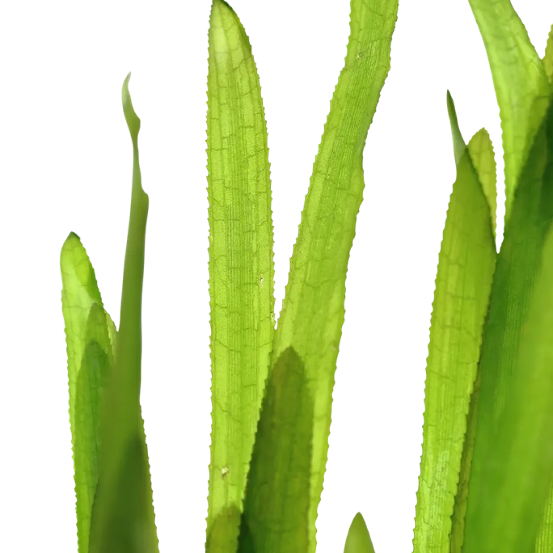 Tropica Akvarieplanter Tropica Vallisneria americana Natans bundt plantestængler