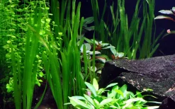Tropica Akvarieplanter Tropica Vallisneria americana Natans bundt plantestængler